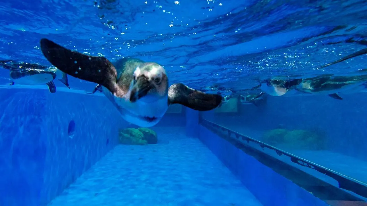 Beluga Sanya Discovery Ocean World Hotel
