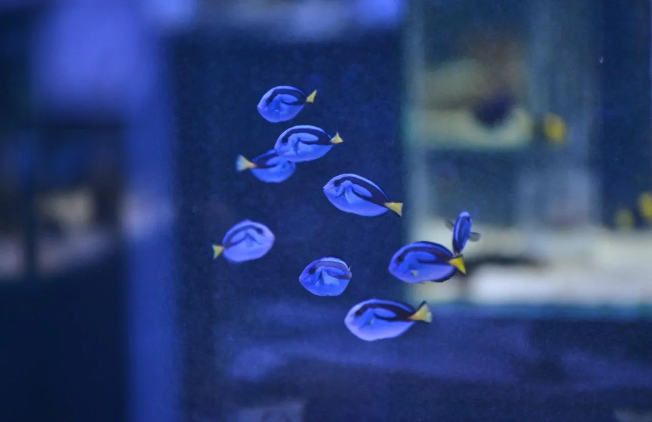Beluga Sanya Discovery Ocean World Hotel