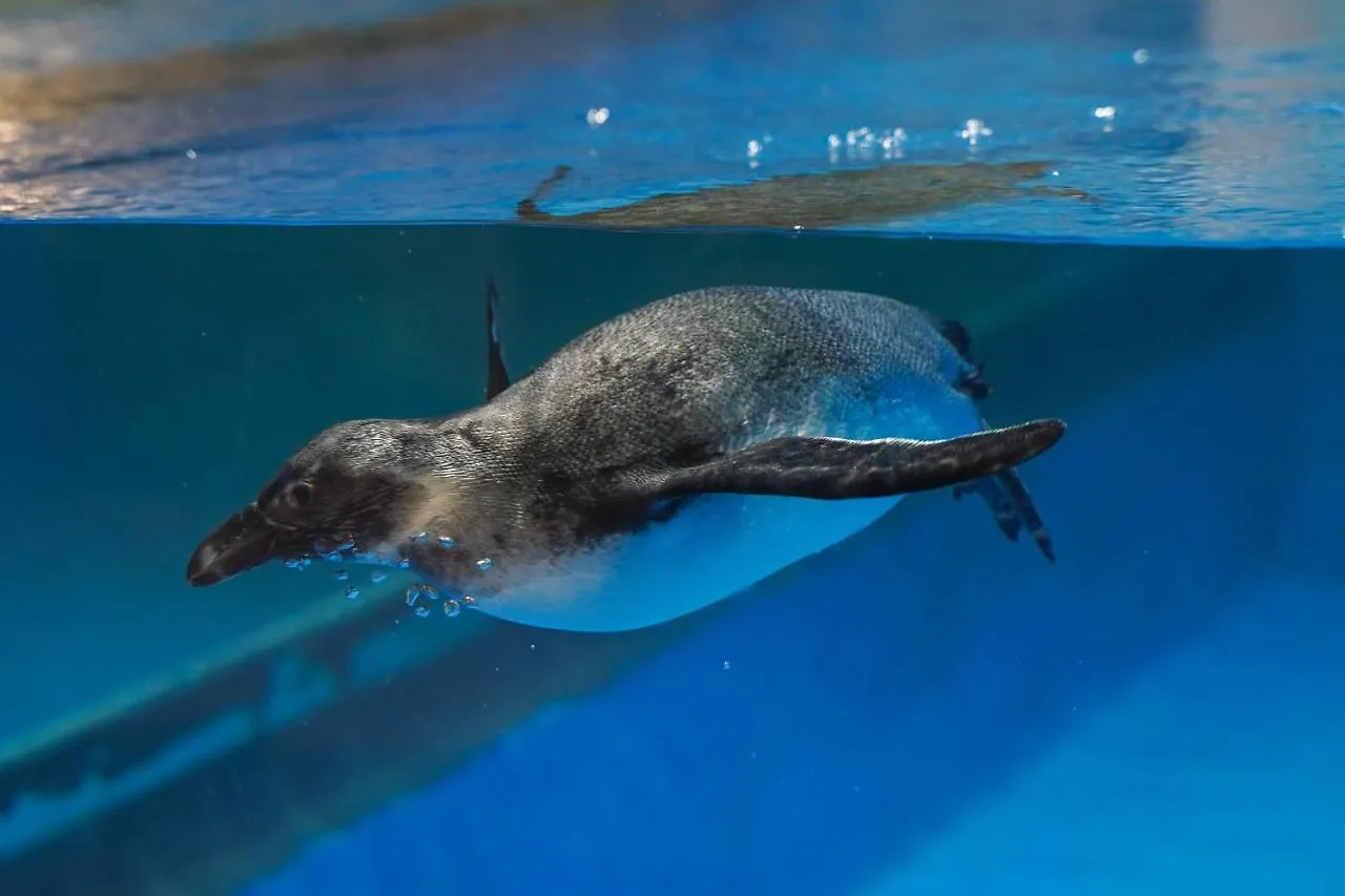Beluga Sanya Discovery Ocean World Otel Çin