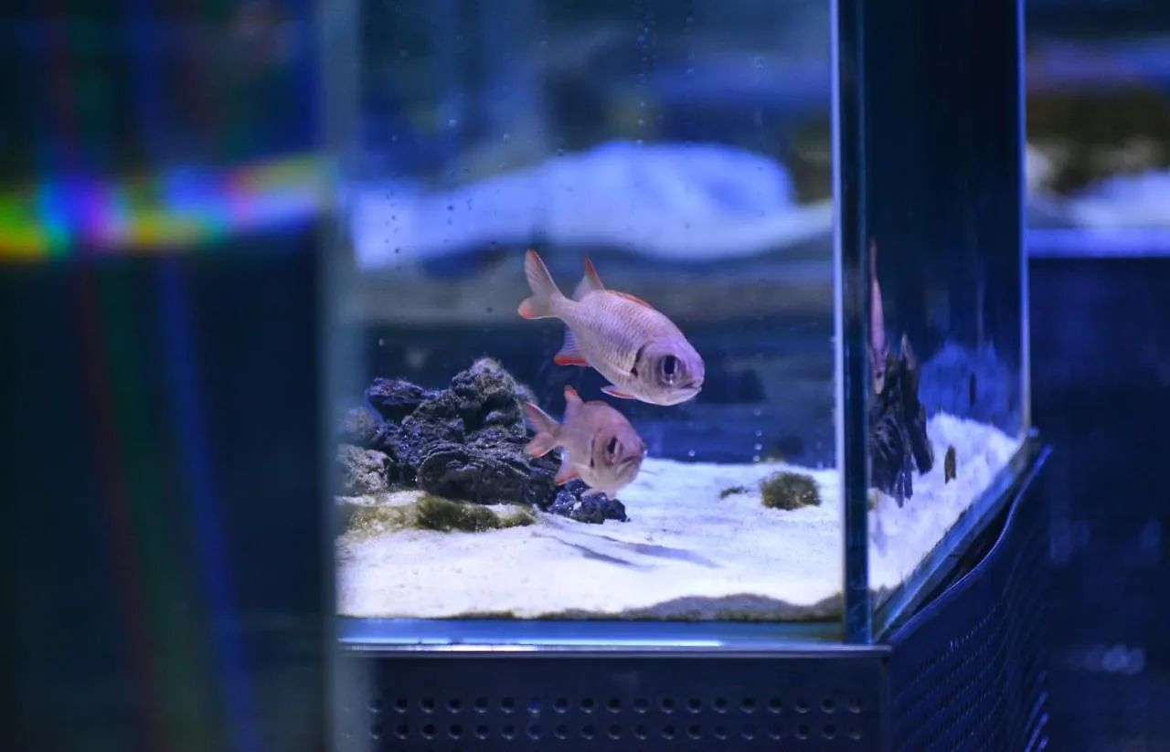 Beluga Sanya Discovery Ocean World Otel