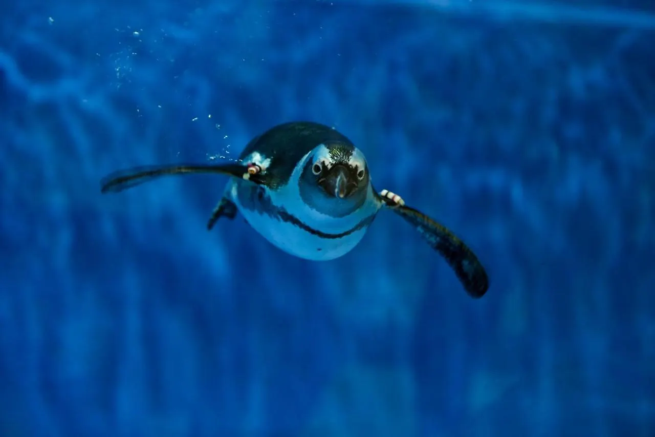 *****  Beluga Sanya Discovery Ocean World Otel Çin